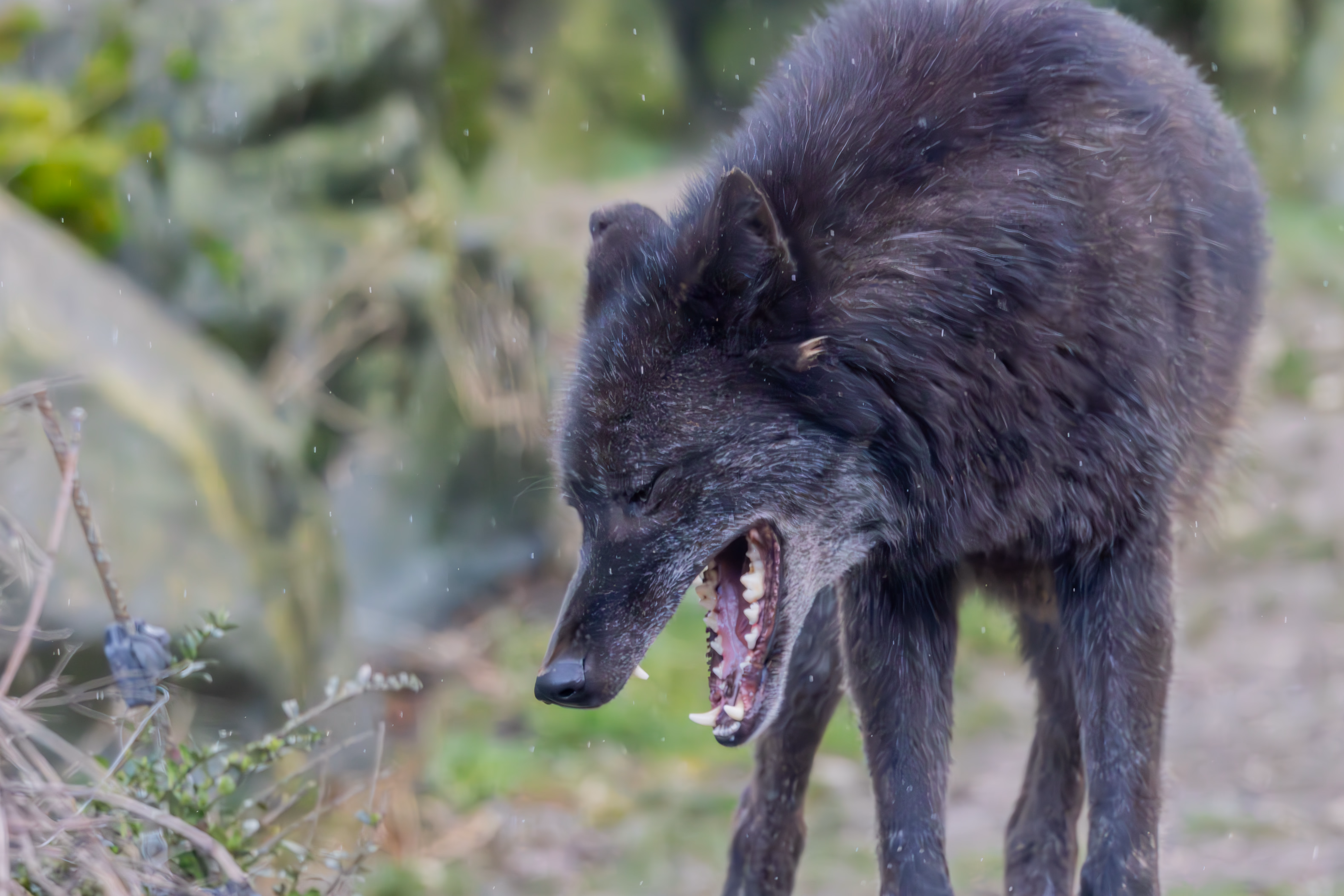 photographie prise au zoo de Mulhouse